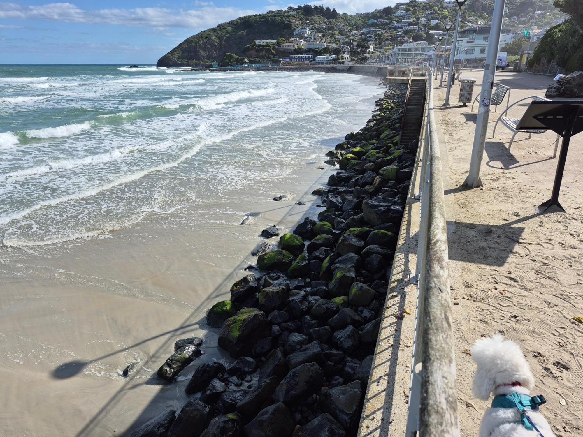 Rosemount B&B By The Sea St Clair Dunedin Exteriör bild